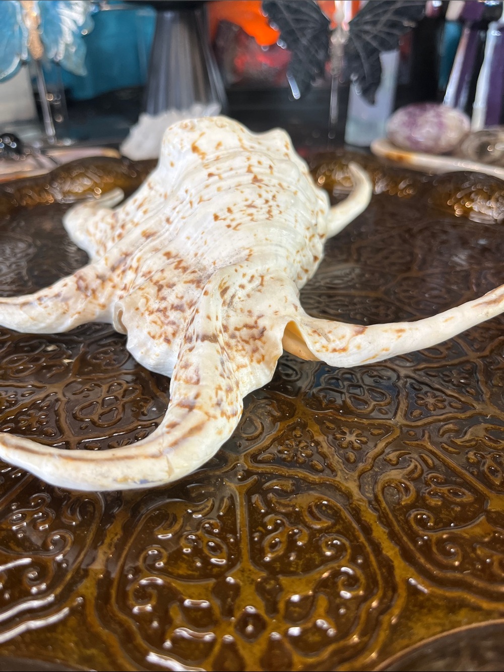 Shell - Picture 3 of 4